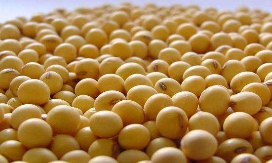 ��ʲô��ϵˎ�y�؄e��AҰ�󶹣�