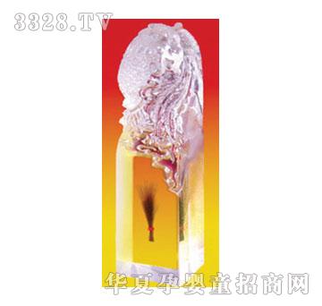 �S�ጚؐV-052���������Pɫ̥ë��Ě���£�