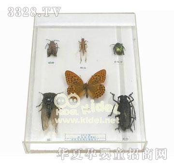 ������x�˱�