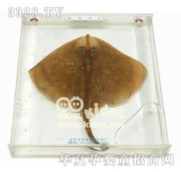 ������~�˱�