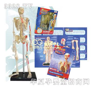 ������w����ģ��