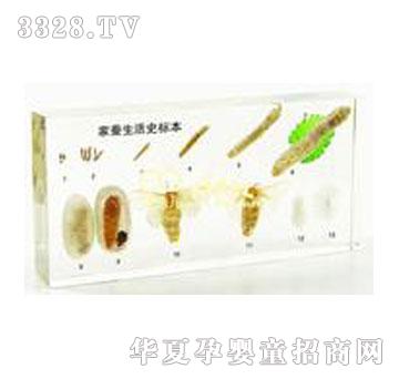 ������Q����ʷ�����ˣ�