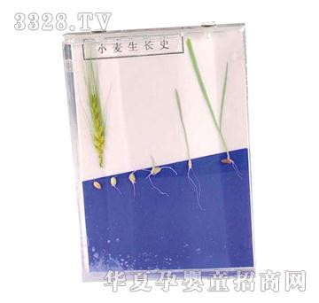 ����ͯ��С�����Lʷ�˱�