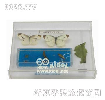 ����˷۵�����ʷ�˱�