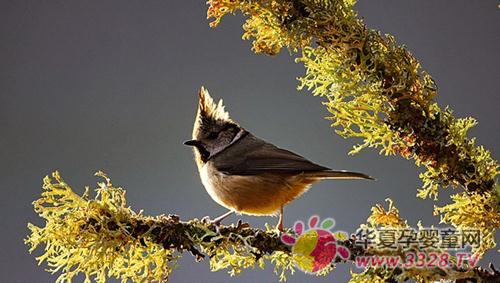 ���D(zhu��n)ľ�R��ͯ�zӰ������Ҫ�����c(di��n)�y��ģʽ�����C����(zh��n)�Ĝy��