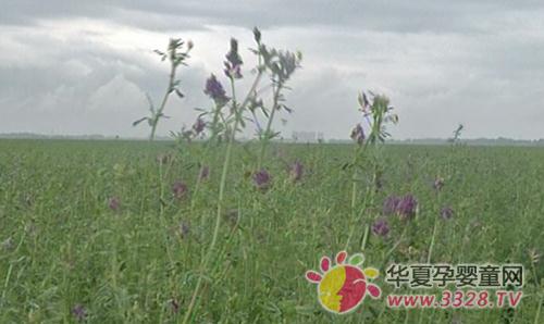 �R�R��������ޣ�̹��̷�(w��n)���l(f��)չ��ޣ�Nֲλ�Ӻ�����ʡǰ��